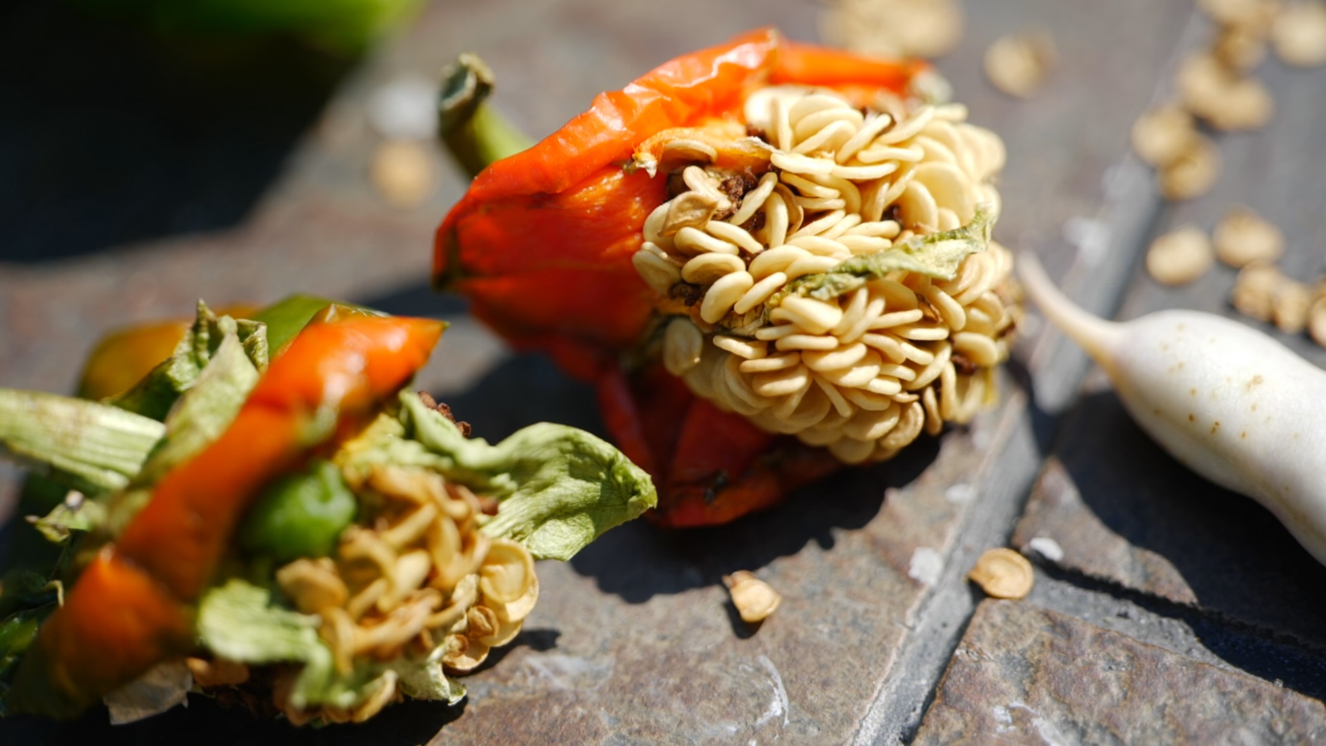 Get It Growing: How to extract vegetable seeds 